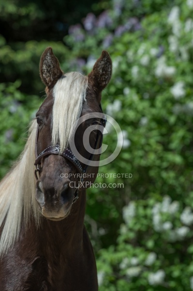 Rocky Mountain Horse Portrait, Bonnie View Farms