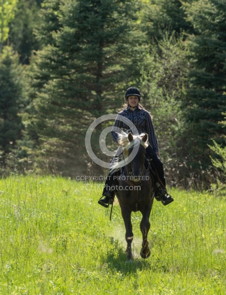 Rocky Mountain Horse on the Trail,Bonnie View Farms Tribute Kidd