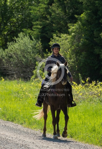 Rocky Mountain Horse on the Trail,Bonnie View Farms Tribute Kidd
