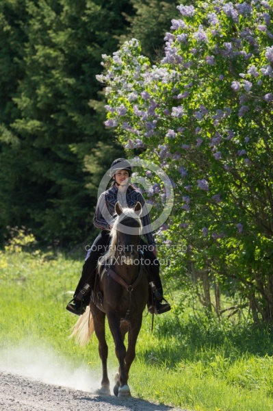 Rocky Mountain Horse on the Trail,Bonnie View Farms Tribute Kidd
