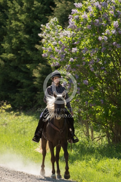Rocky Mountain Horse on the Trail,Bonnie View Farms Tribute Kidd
