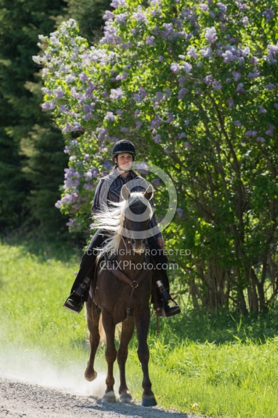 Rocky Mountain Horse on the Trail,Bonnie View Farms Tribute Kidd