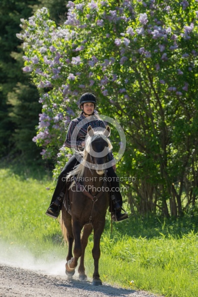 Rocky Mountain Horse on the Trail,Bonnie View Farms Tribute Kidd