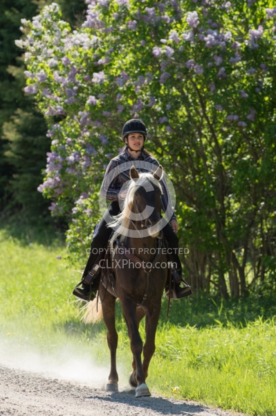 Rocky Mountain Horse on the Trail,Bonnie View Farms Tribute Kidd