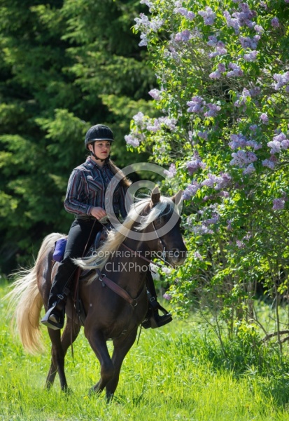 Rocky Mountain Horse on the Trail,Bonnie View Farms Tribute Kidd