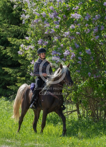 Rocky Mountain Horse on the Trail,Bonnie View Farms Tribute Kidd