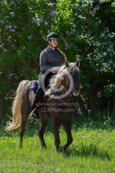 Rocky Mountain Horse on the Trail,Bonnie View Farms Tribute Kidd