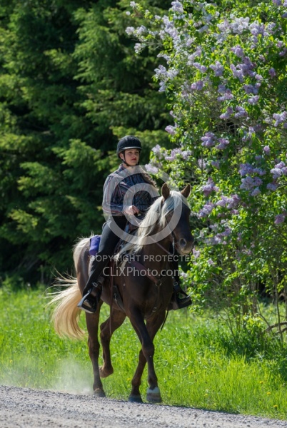 Rocky Mountain Horse on the Trail,Bonnie View Farms Tribute Kidd