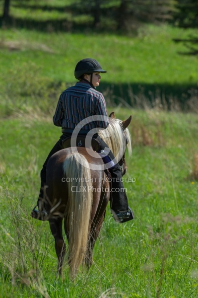 Rocky Mountain Horse on the Trail,Bonnie View Farms Tribute Kidd