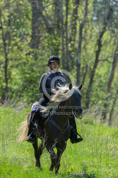 Rocky Mountain Horse on the Trail,Bonnie View Farms Tribute Kidd