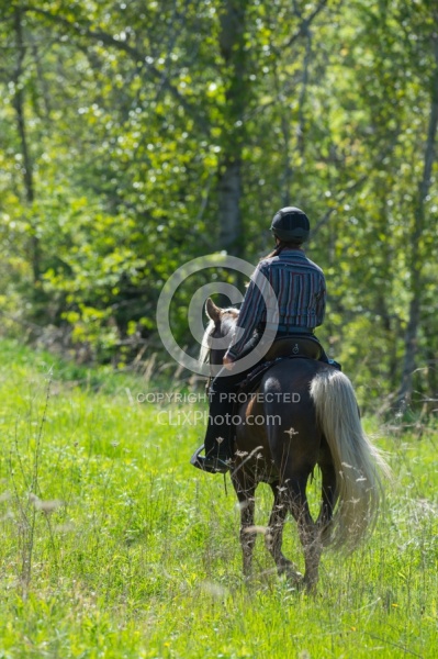 Rocky Mountain Horse on the Trail,Bonnie View Farms Tribute Kidd
