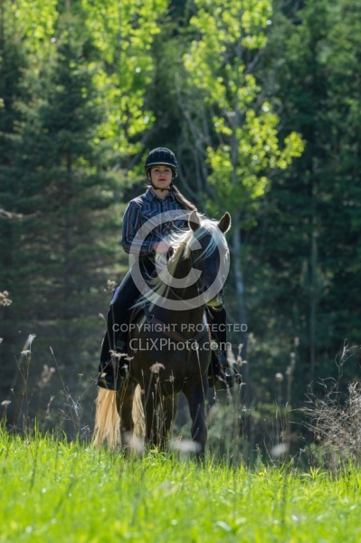 Rocky Mountain Horse on the Trail,Bonnie View Farms Tribute Kidd