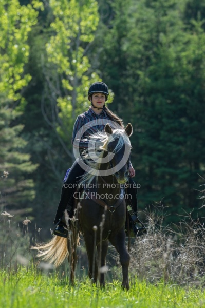 Rocky Mountain Horse on the Trail,Bonnie View Farms Tribute Kidd