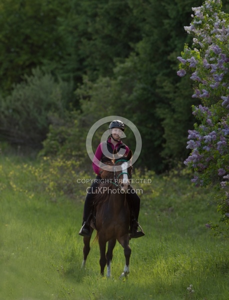 Rocky Mountain Horse on the Trail,Bonnie View Farms Miss Bonnie