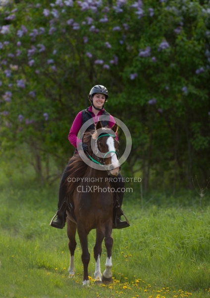 Rocky Mountain Horse on the Trail,Bonnie View Farms Miss Bonnie