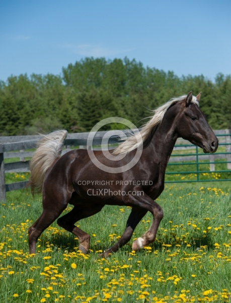 Rocky Mountain Horse Free Running Verticla,Bonnie View Farms Tri