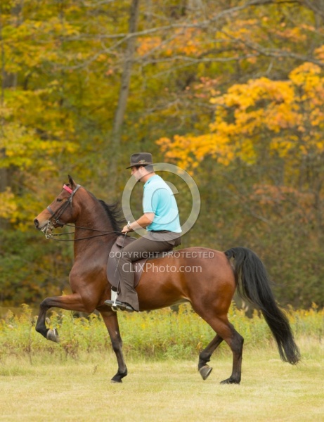 Morgan being Ridden Saddle Seat, Alpha Star First Asset Kavanaug