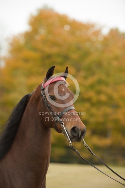 Morgan Portrait, Alpha Star First Asset,Kavanaugh Training Stabl