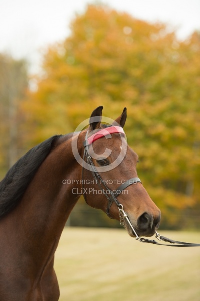 Morgan Portrait, Alpha Star First Asset,Kavanaugh Training Stabl