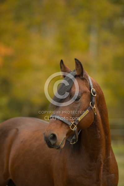 Morgan Portrait, Stallion, Country Rose Time Bandit,Kavanaugh Tr