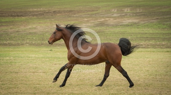Morgan Free Running Morgan Free Running, Stallion, Country Rose Time Bandit,Kavanaugh Training Stable