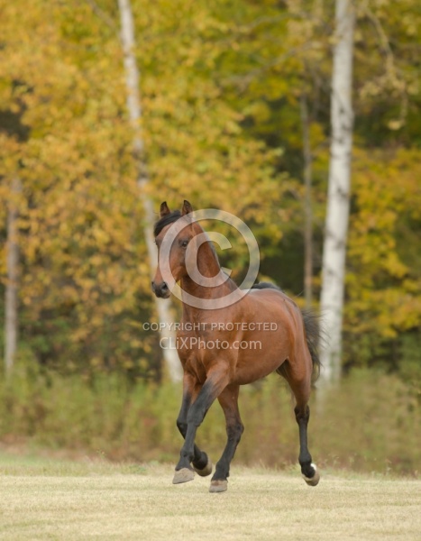 Morgan Free Running Morgan Free Running, Stallion, Country Rose Time Bandit,Kavanaugh Training Stable