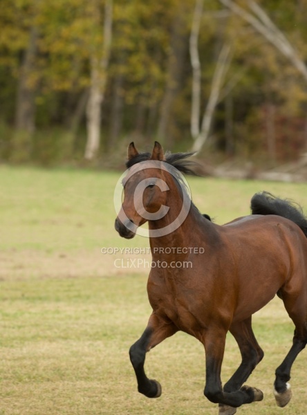 Morgan Free Running Morgan Free Running, Stallion, Country Rose Time Bandit,Kavanaugh Training Stable