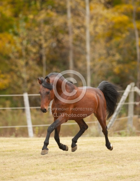 Morgan Free Running Morgan Free Running, Stallion, Country Rose Time Bandit,Kavanaugh Training Stable