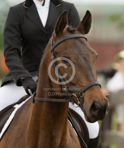 Morgan Quarter Horse Cross Cornerstone Short Course Event