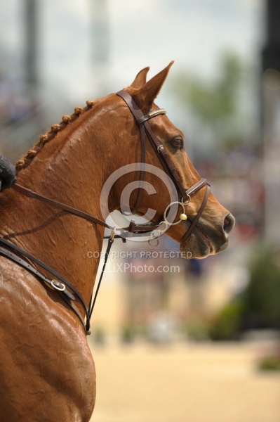English Bridle