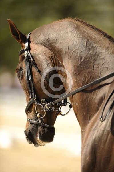 English Bridle