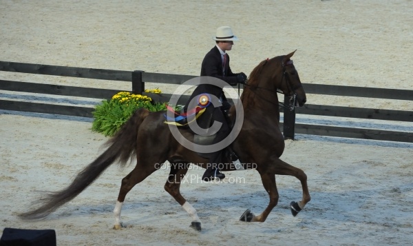 Alltech WEG Opening Ceremonies Saddle Seat 