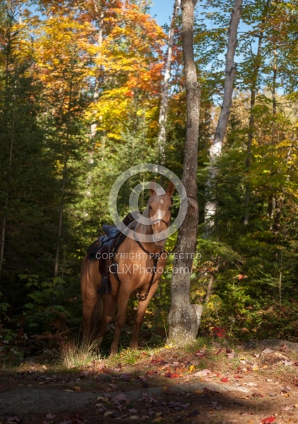 Trail Riding General Fall