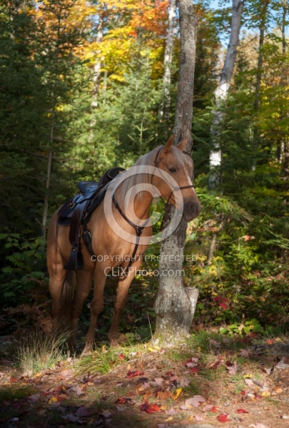 Trail Riding General Fall