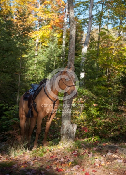 Trail Riding General Fall