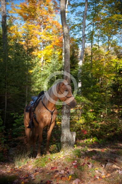 Trail Riding General Fall