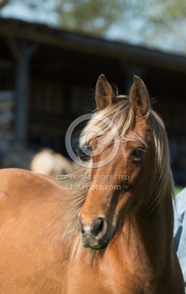 Tennessee Walker Portrait