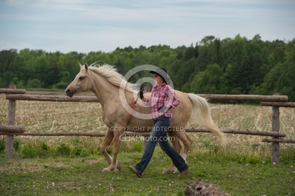 Natural Horsemanship through Obstacles