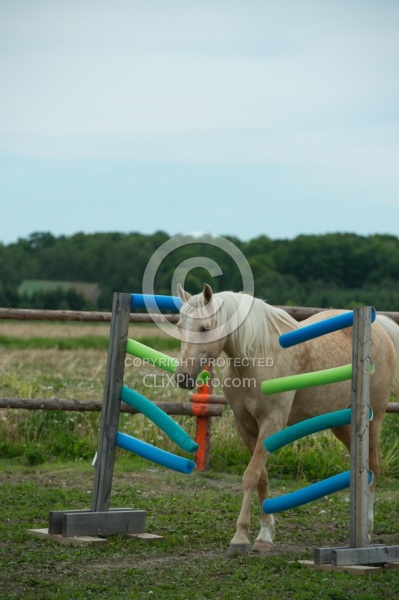 Natural Horsemanship through Obstacles