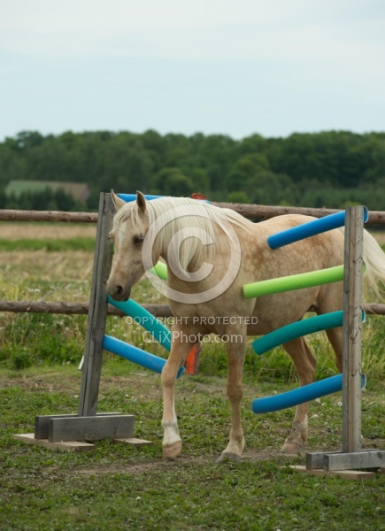 Natural Horsemanship through Obstacles