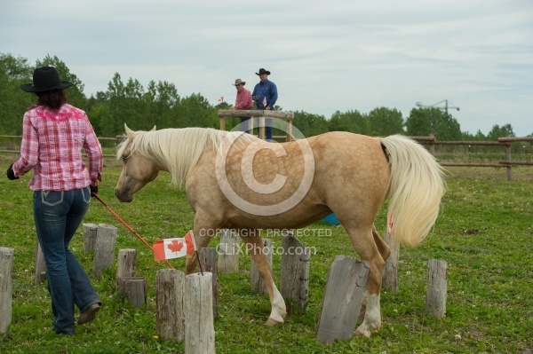 Natural Horsemanship through Obstacles