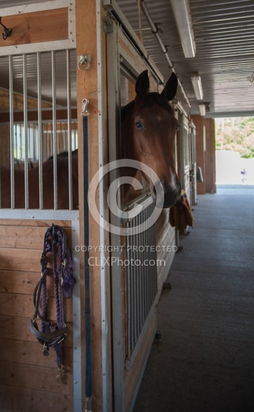 Stall with Horse