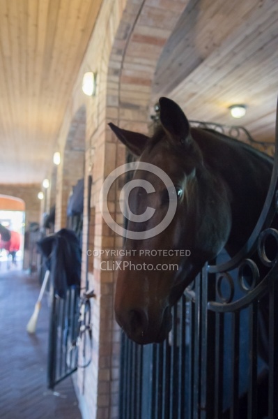 Stall with Horse