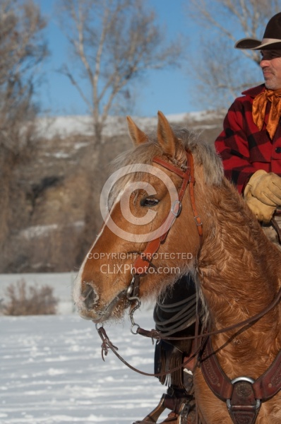 Winter Riding Western Vertical
