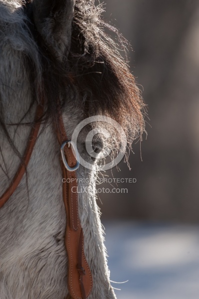 Qarter Horse Ridden in Winter