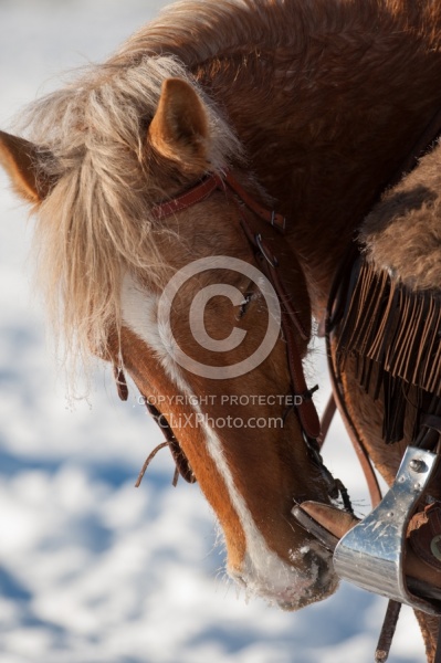 Western Riding Winter Vertical