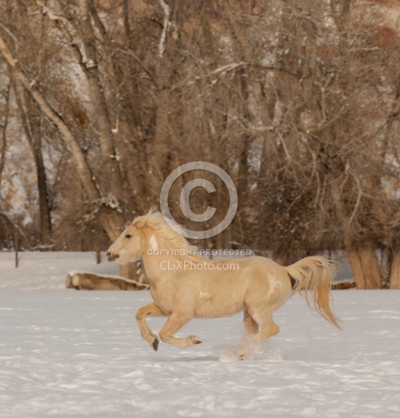 Mustang Free Running Winter
