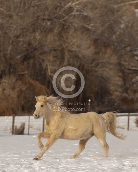 Mustang Free Running Winter