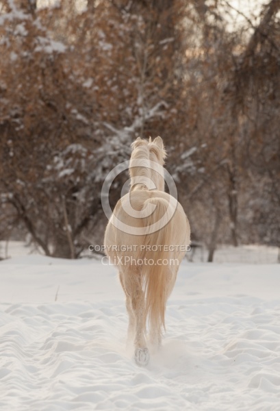 Mustang Free Running Winter