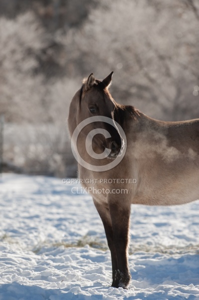 Mustang Free Running Winter
